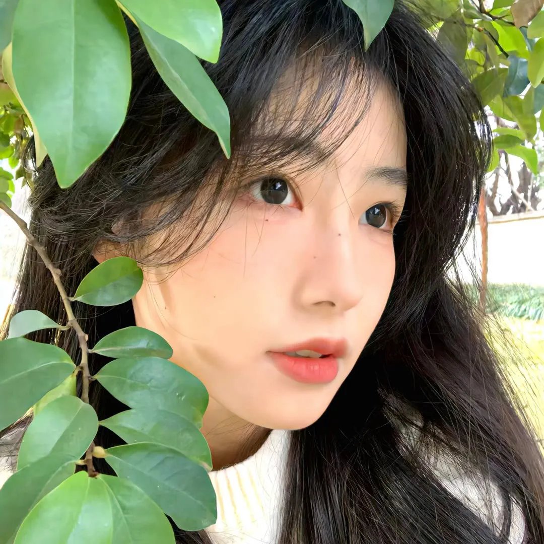 常春藤
